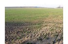 Property photo 4 - 60 Acres Offered in 2 Tracts